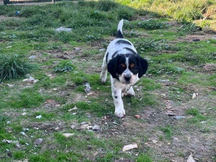 6 chiots Épagneul Breton LOF à réserver