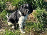 6 chiots Épagneul Breton LOF à réserver