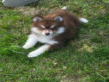 Femelle Pomsky chocolat à vendre