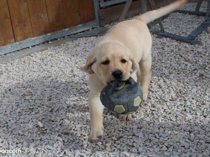 Vente de 2 chiots Labradors sables LOF nés en juillet 2025