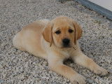 Vente de 2 chiots Labradors sables LOF nés en juillet 2025