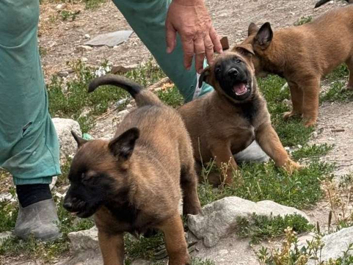 À vendre, 3 chiots Berger Belge Malinois LOF de 7 juin 2025, 2 mâles et 1 femelle