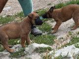 À vendre, 3 chiots Berger Belge Malinois LOF de 7 juin 2025, 2 mâles et 1 femelle