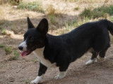 1 chiot femelle Welsh Corgi Cardigan LOF, née le 7 octobre 2024