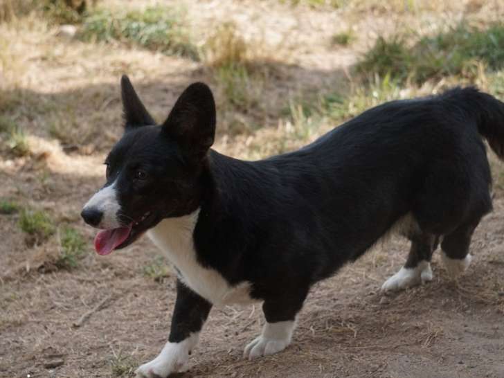 1 chiot femelle Welsh Corgi Cardigan LOF, née le 7 octobre 2024