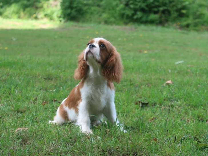 2 chiots Cavalier King Charles LOF à vendre, nés le 5 mai 2025