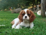 2 chiots Cavalier King Charles LOF à vendre, nés le 5 mai 2025
