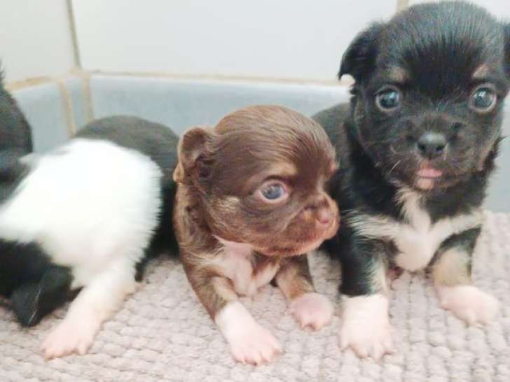 4 chiots Chihuahuas LOF à réserver, nés le 19 juillet 2025, 2 mâles et 2 femelles