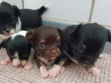 4 chiots Chihuahuas LOF à réserver, nés le 19 juillet 2025, 2 mâles et 2 femelles