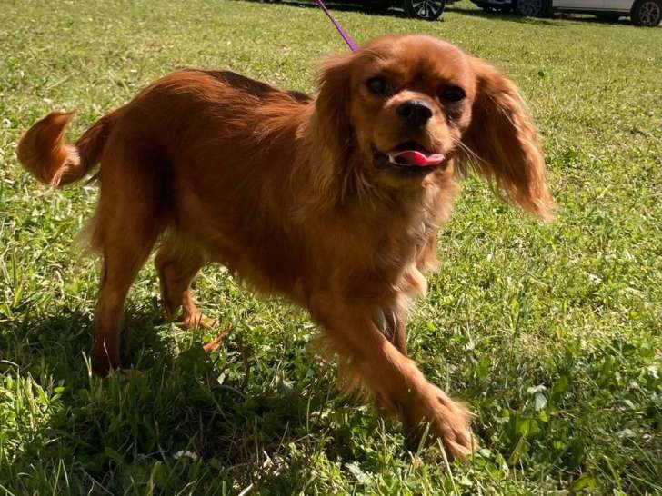 1 chiot mâle Cavalier King Charles LOF à vendre
