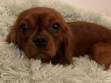 Jeune mâle Cavalier King Charles LOF ruby