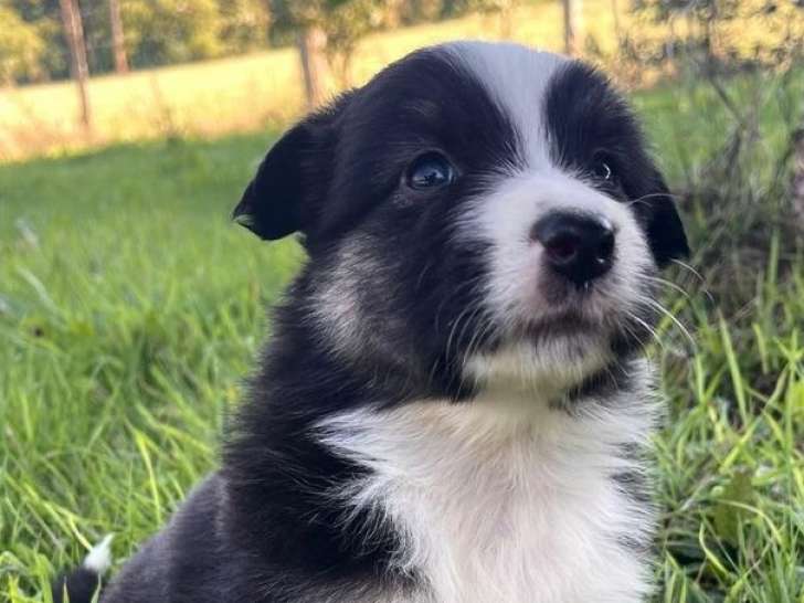 8 chiots Bergers Australiens LOF à réserver, nés le 5 août 2025