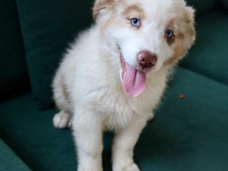 2 chiots femelles Bergers Australiens LOF à vendre