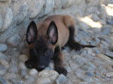 6 chiots Bergers Malinois charbonnés LOF à vendre