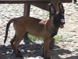 6 chiots Bergers Malinois charbonnés LOF à vendre
