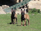 6 chiots Bergers Malinois charbonnés LOF à vendre