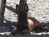 6 chiots Bergers Malinois charbonnés LOF à vendre