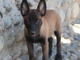 6 chiots Bergers Malinois charbonnés LOF à vendre