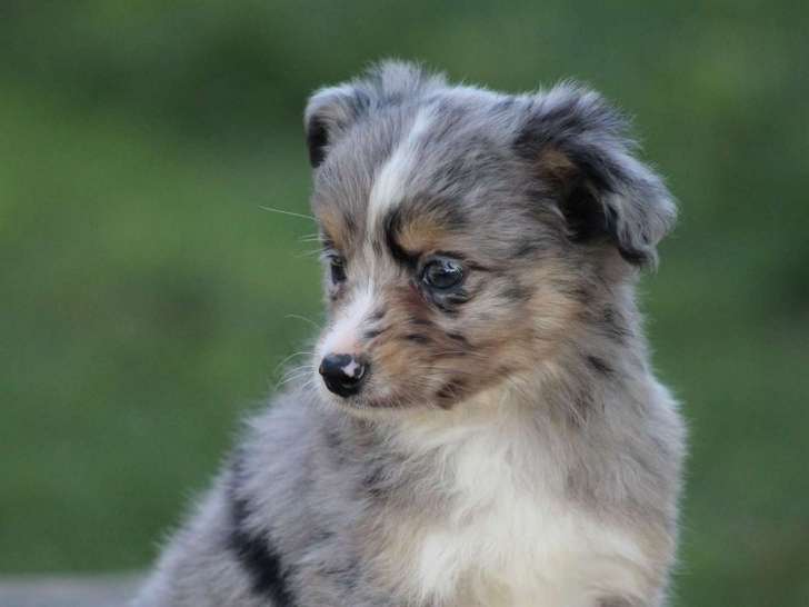 1 chiot femelle Berger Américain Miniature LOF à vendre, né en juillet 2025