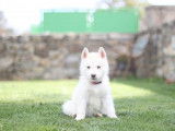 1 chiot femelle Husky Sibérien LOF à réserver, née le 19 juillet 2025