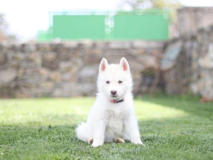 1 chiot femelle Husky Sibérien LOF à réserver, née le 19 juillet 2025