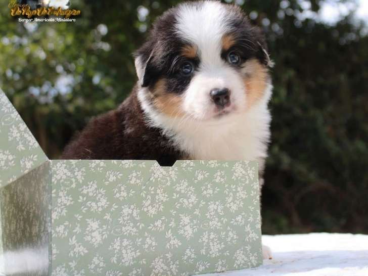 À réserver, 6 chiots Bergers Américains Miniatures LOF nés en août 2025