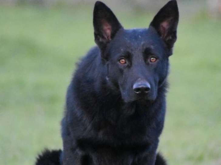 Berger Allemand mâle noir LOF adulte à vendre