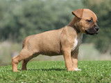 À réserver, 7 chiots American Staffordshire Terrier LOF nés en juillet 2025, 5 mâles et 2 femelles