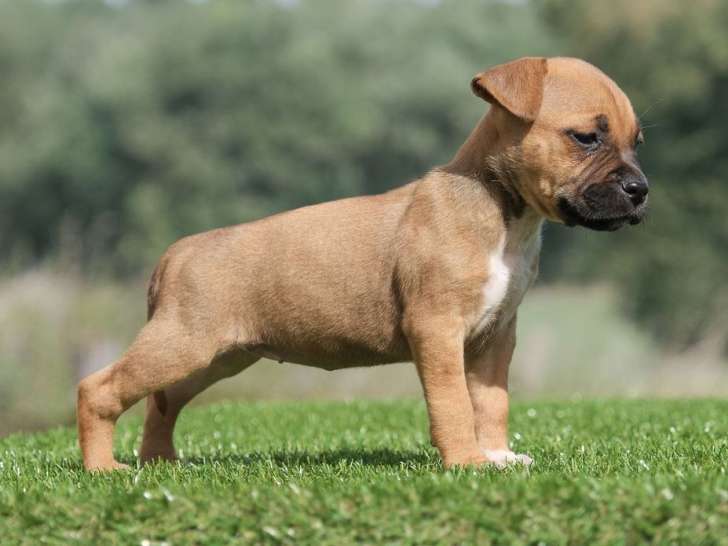 À réserver, 7 chiots American Staffordshire Terrier LOF nés en juillet 2025, 5 mâles et 2 femelles
