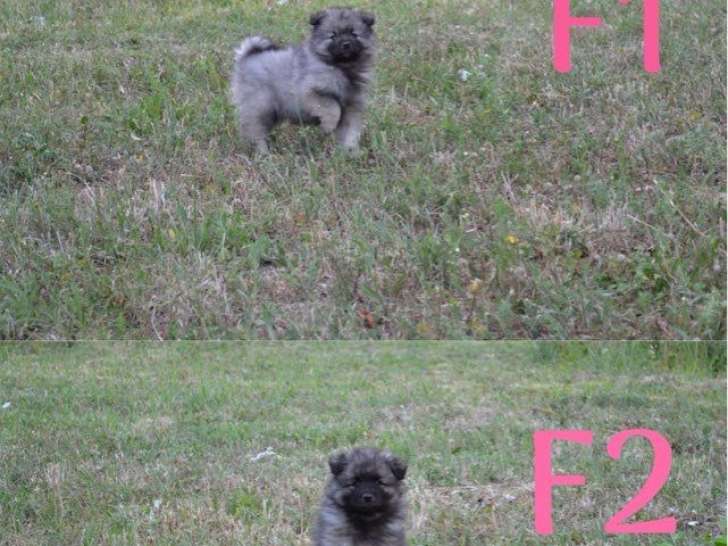 À vendre, 8 chiots Spitz-Loup LOF nés en juin 2025