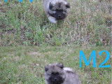 À vendre, 8 chiots Spitz-Loup LOF nés en juin 2025