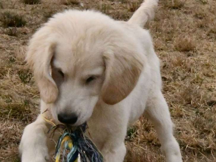 À vendre, 1 chiot femelle Golden Retriever LOF