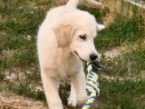 À vendre, 1 chiot femelle Golden Retriever LOF