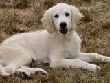 À vendre, 1 chiot femelle Golden Retriever LOF