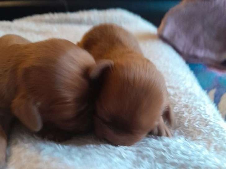 À réserver, 3 chiots Cavaliers King Charles LOF nés en août 2025, 2 mâles et 1 femelle