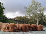 À réserver, 3 chiots Cavaliers King Charles LOF nés en août 2025, 2 mâles et 1 femelle
