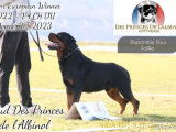 Étalon Rottweiler adulte LOF disponible pour saillie
