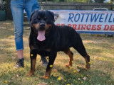 Étalon Rottweiler adulte LOF disponible pour saillie
