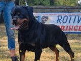 Étalon Rottweiler adulte LOF disponible pour saillie