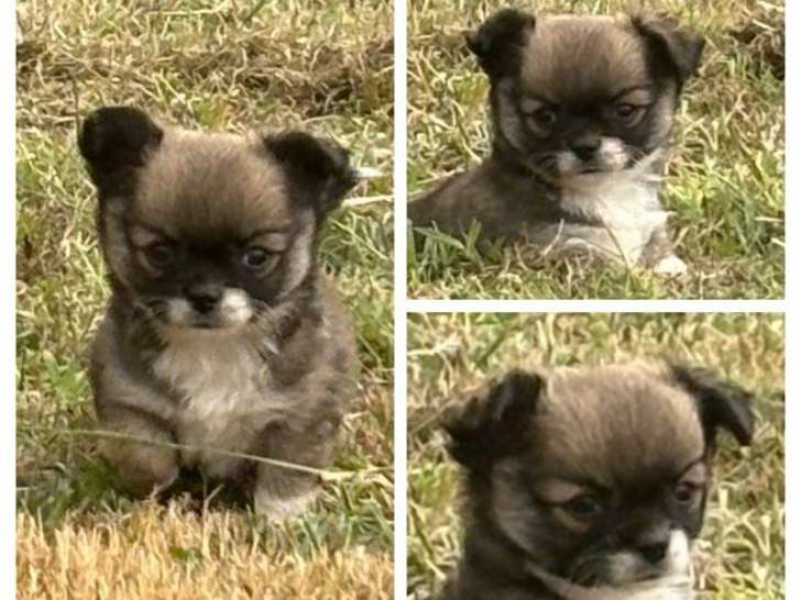À vendre, chiots Chihuahua LOF poil long disponibles dès septembre 2025