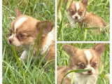 À vendre, chiots Chihuahua LOF poil long disponibles dès septembre 2025