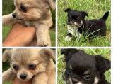 À vendre, chiots Chihuahua LOF poil long disponibles dès septembre 2025