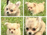 À vendre, chiots Chihuahua LOF poil long disponibles dès septembre 2025