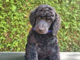 2 chiots grands Caniches LOF de juillet 2025 à vendre, 1 mâle et 1 femelle