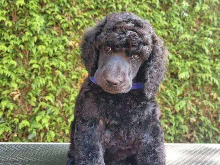 2 chiots grands Caniches LOF de juillet 2025 à vendre, 1 mâle et 1 femelle