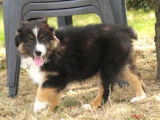 3 chiots Bergers Australiens LOF de juillet 2025 à vendre
