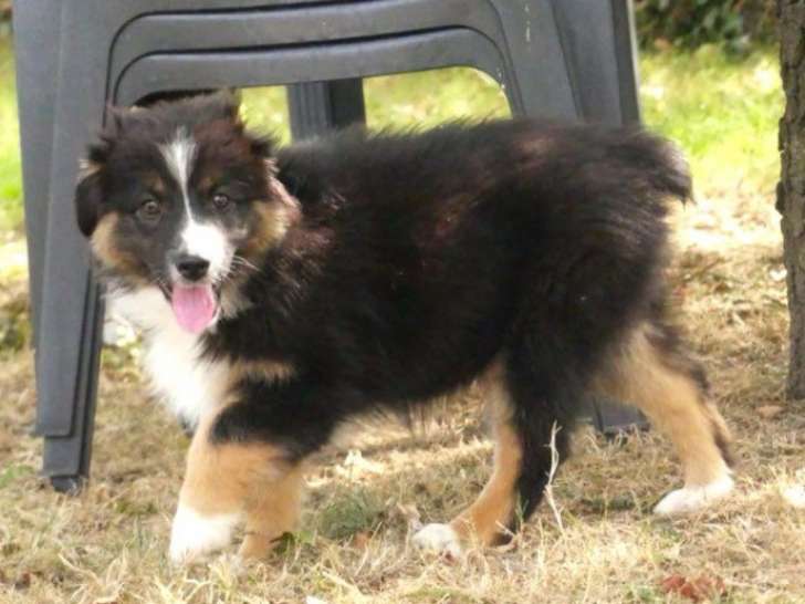 3 chiots Bergers Australiens LOF de juillet 2025 à vendre