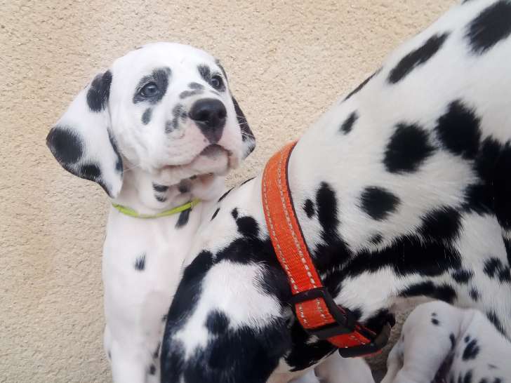 Chiot Dalmatien mâle LOF à vendre