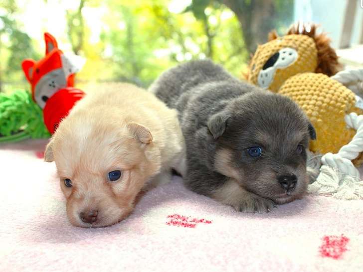 Réservation ouverte pour 7 chiots Finnois de Laponie LOF nés août 2025