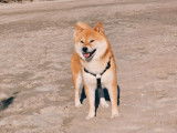 Saillie Shiba Inu LOF disponible, adulte mâle Utsukushii de la Folle Emprise